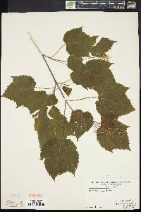 Acer spicatum image