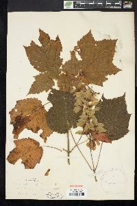 Acer spicatum image