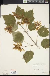 Acer spicatum image