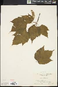 Acer spicatum image