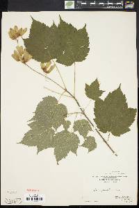 Acer spicatum image