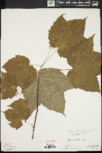 Acer spicatum image