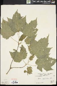 Acer spicatum image