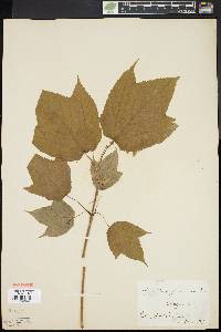 Acer pensylvanicum image