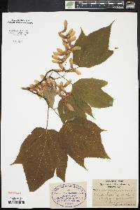 Acer pensylvanicum image