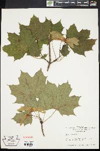 Acer platanoides image