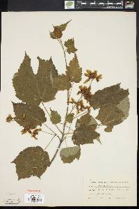 Acer spicatum image