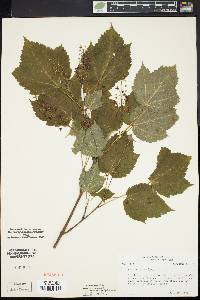 Acer spicatum image