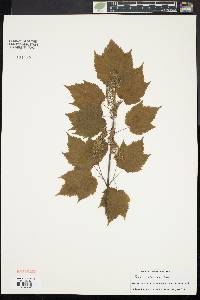 Acer spicatum image