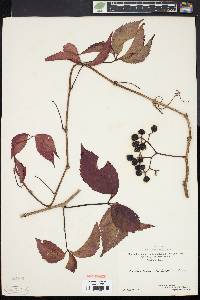 Parthenocissus inserta image