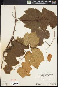 Vitis labrusca image