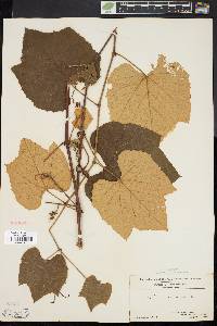 Vitis labrusca image