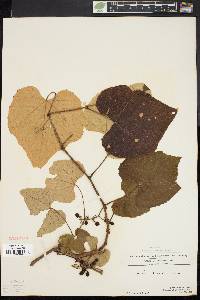 Vitis labrusca image