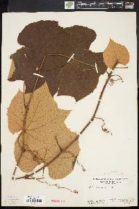 Vitis labrusca image