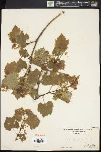 Vitis riparia image