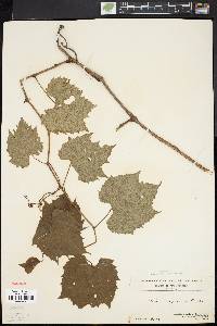 Vitis riparia image