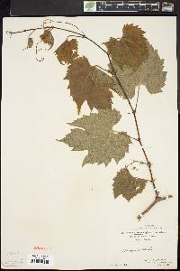 Vitis riparia image