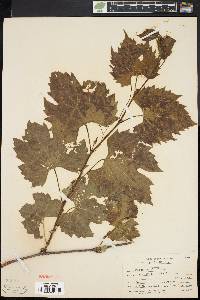 Vitis riparia image