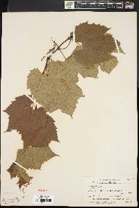 Vitis riparia image