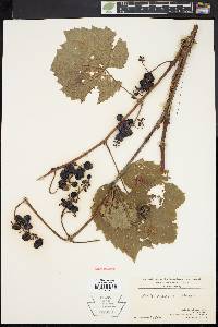 Vitis riparia image