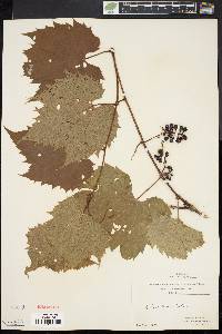 Vitis riparia image