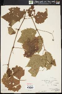 Vitis riparia image