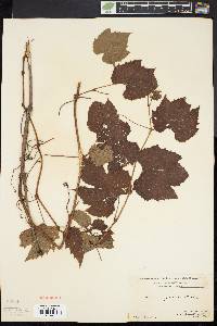 Vitis riparia image