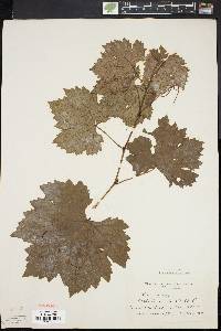 Vitis vulpina image