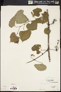 Vitis vulpina image