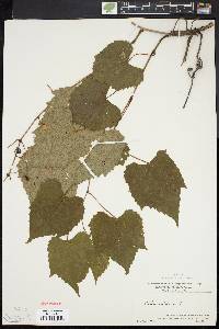 Vitis vulpina image