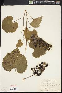 Vitis vulpina image