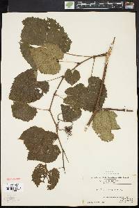 Vitis vulpina image