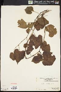 Vitis vulpina image