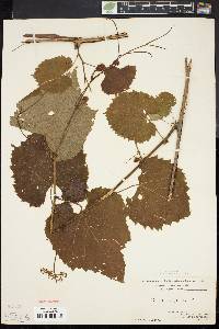 Vitis vulpina image