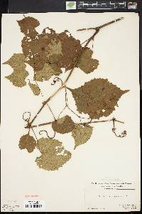 Vitis vulpina image