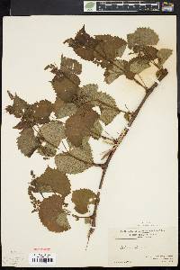 Vitis vulpina image