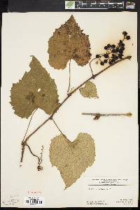 Vitis vulpina image