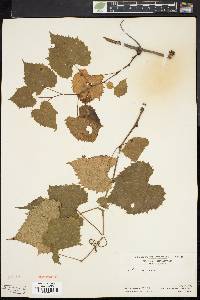 Vitis vulpina image