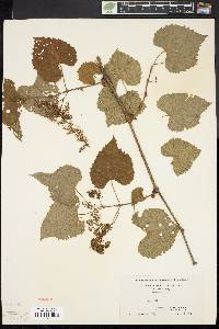 Vitis vulpina image