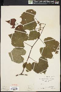 Vitis vulpina image