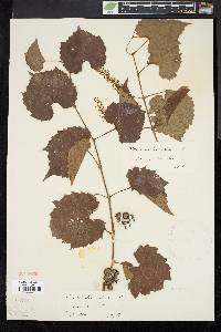 Vitis vulpina image