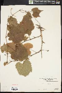 Vitis vulpina image