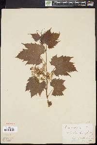 Vitis riparia image