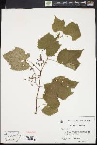 Vitis vulpina image