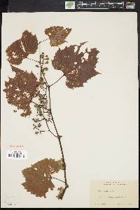 Vitis vulpina image