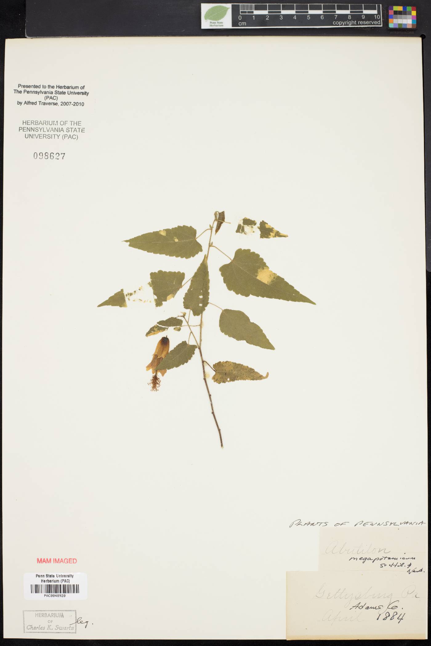 Abutilon megapotamicum image