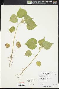 Abutilon theophrasti image