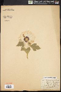 Hibiscus syriacus image