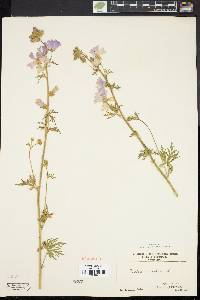 Malva moschata image