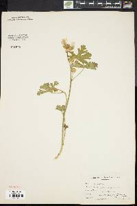 Malva moschata image